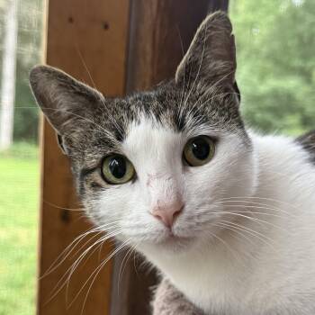 Celine -  Domestic Short Hair Cat for Adoption in Syracuse, New York - Celine | PetCurious