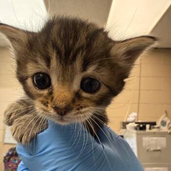 Pina Colada -  Domestic Short Hair Cat for Adoption in Troy, Virginia - Pina Colada | PetCurious
