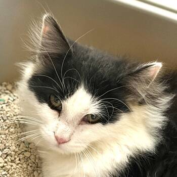 Rescue Domestic Medium Hair Cats for Adoption in Rifle, Colorado - Gomez | PetCurious