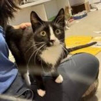 Midge -  Domestic Short Hair Cat for Adoption in Hilliard, Ohio - Midge | PetCurious