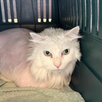 Domestic Long Hair Cats Available for Adoption in Concord, New Hampshire - Yoda | PetCurious