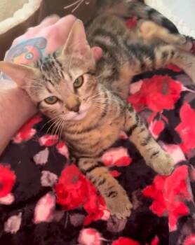 Jalepeno -  Domestic Short Hair Cat for Adoption in Bossier City, Louisiana - Jalepeno | PetCurious