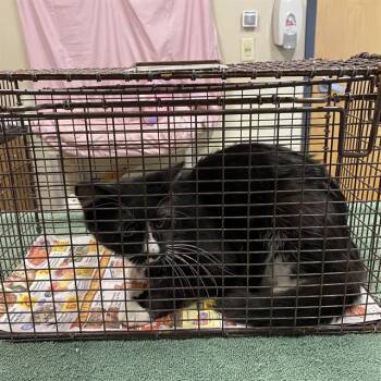 A613450 -  Domestic Short Hair Cat for Adoption in Modesto, California - A613450 | PetCurious