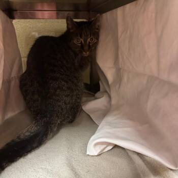 Domestic Short Hair Cats Available for Adoption - Tulip | PetCurious