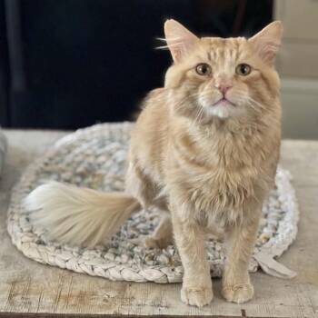 Rescue Domestic Medium Hair Cats for Adoption in Nampa, Idaho - Smirnoff | PetCurious