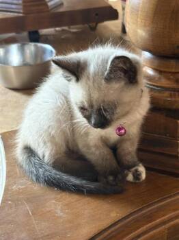 Rescue Domestic Short Hair Cats for Adoption in Kent, Washington - PINK | PetCurious