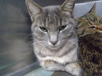 Rescue Domestic Short Hair Cats for Adoption in Hopkinsville, Kentucky - Mama B | PetCurious