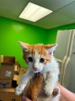 Tommy -  Domestic Short Hair Cat for Adoption in Johnson City, Tennessee - Tommy | PetCurious