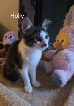 Holly -  Domestic Short Hair Cat for Adoption in Oviedo, Florida - Holly | PetCurious