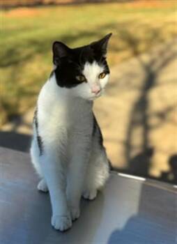 JAKY -  Domestic Short Hair Cat for Adoption in Derwood, Maryland - JAKY | PetCurious