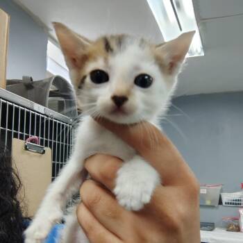 Domestic Short Hair Cats Available for Adoption in Vieques, Vieques - Cookie | PetCurious