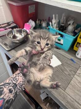 Domestic Short Hair Cats Available for Adoption - Mac | PetCurious