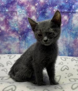 Domestic Short Hair Cats Available for Adoption in Washington Court House, Ohio - Dawn | PetCurious