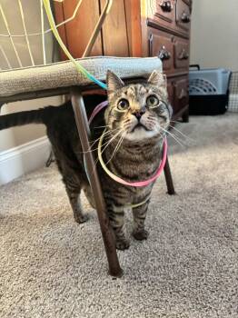 MALIK -  Domestic Short Hair Cat for Adoption in Raleigh, North Carolina - MALIK | PetCurious