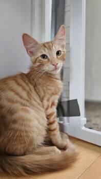 TIGGER -  Domestic Short Hair Cat for Adoption in Burbank, California - TIGGER | PetCurious