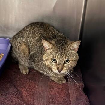 Domestic Short Hair Cats Available for Adoption in Bristol, Indiana - Harold | PetCurious