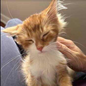 Goldfinch -  Domestic Long Hair Cat for Adoption in Evanston, Illinois - Goldfinch | PetCurious