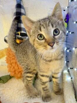 Dahlia - Sweet and affectionate -  Domestic Short Hair Cat for Adoption in Muskego, Wisconsin - Dahlia - Sweet And Affectionate | PetCurious