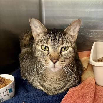 1489-C26 -  Domestic Short Hair Cat for Adoption in Port Charlotte, Florida - 1489-C26 | PetCurious