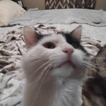 Domestic Short Hair Cats Available for Adoption in Johnson City, Tennessee - Moo | PetCurious