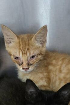Jude -  American Bobtail and Tabby Cat for Adoption in Magnolia Springs, Alabama - Jude | PetCurious
