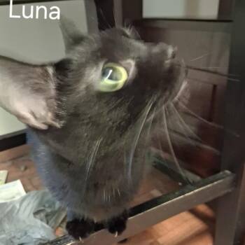 Luna -  Domestic Short Hair Cat for Adoption in Huntington, West Virginia - Luna | PetCurious