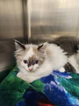 CHAMOMILE -  Domestic Medium Hair Cat for Adoption in Hagerstown, Maryland - CHAMOMILE | PetCurious