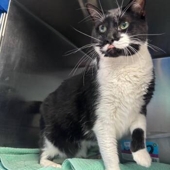 Scabbers -  Domestic Short Hair Cat for Adoption in Walker, Michigan - Scabbers | PetCurious