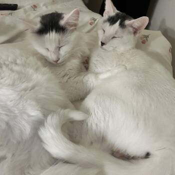 Rescue Domestic Medium Hair Cats for Adoption in Indianapolis, Indiana - Michael Wave & Birdie | PetCurious