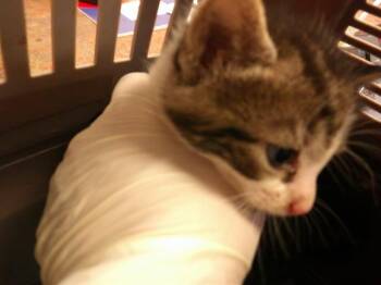 Domestic Short Hair Cats Available for Adoption in Ocala, Florida - BARON | PetCurious