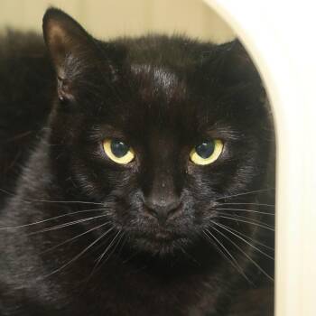 Beloved -  Domestic Short Hair Cat for Adoption in Allentown, Pennsylvania - Beloved | PetCurious