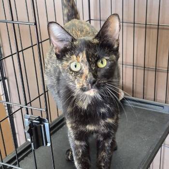 Cleo -  Domestic Short Hair Cat for Adoption in Hattiesburg, Mississippi - Cleo | PetCurious