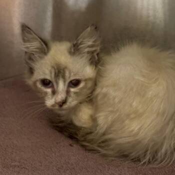 Scarlett -  Domestic Medium Hair Cat for Adoption in Yuma, Arizona - Scarlett | PetCurious