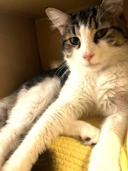 Momo -  Domestic Long Hair Cat for Adoption in Herndon, Virginia - Momo | PetCurious