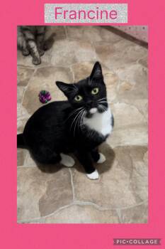 Rescue Domestic Short Hair Cats for Adoption - Francine | PetCurious