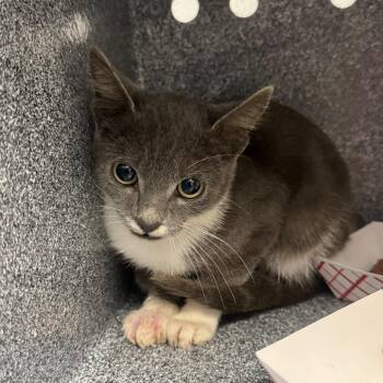 Sardine -  Domestic Short Hair Cat for Adoption in Greenville, South Carolina - Sardine | PetCurious