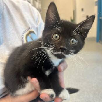 Domestic Short Hair Cats Available for Adoption in Manassas, Virginia - Knuckles (ID 51376) | PetCurious