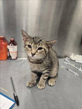 Rescue Domestic Short Hair Cats for Adoption in Hagerstown, Maryland - STRIPY | PetCurious