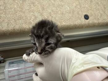 A1927310 -  Domestic Short Hair Cat for Adoption in Thousand Palms, California - A1927310 | PetCurious
