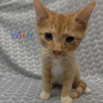 Mr. Winks -  Domestic Short Hair Cat for Adoption in Parkersburg, West Virginia - Mr. Winks | PetCurious
