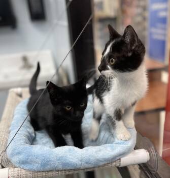 Rescue Domestic Short Hair Cats for Adoption in Spring Brook, New York - Mochi And Maki | PetCurious