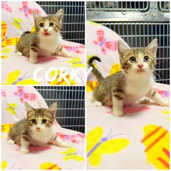 Corky -  Domestic Short Hair Cat for Adoption in Saint James, Missouri - Corky | PetCurious