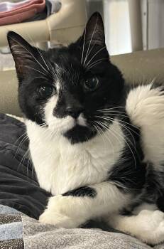 Purrfect -  Tuxedo and Extra Toes Cat Hemingway Polydactyl Cat for Adoption in Mendham, New Jersey - Purrfect | PetCurious