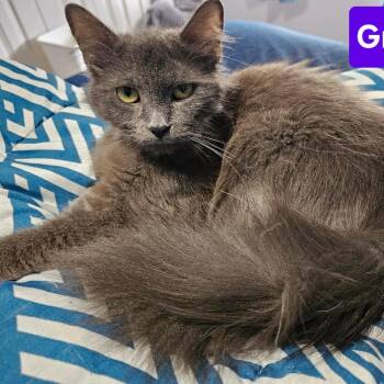 Grape -  Domestic Medium Hair Cat for Adoption in Dekalb, Illinois - Grape | PetCurious