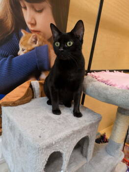 Rescue Domestic Short Hair Cats for Adoption in Rockaway, New Jersey - Raven RPS | PetCurious