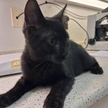 Vizzini -  Domestic Short Hair Cat for Adoption in Auburn, Alabama - Vizzini | PetCurious