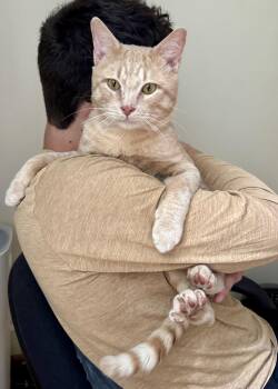 Arnie -  American Shorthair Cat Available for Adoption in Medford, Massachusetts - Arnie | PetCurious