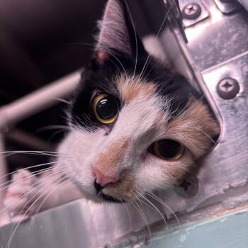 Meownnaise -  Domestic Short Hair Cat for Adoption in Marion, North Carolina - Meownnaise | PetCurious