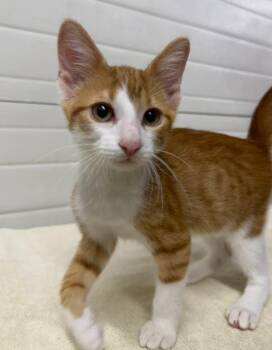 Marvel -  Domestic Short Hair Cat for Adoption in Lagrange, Indiana - Marvel | PetCurious