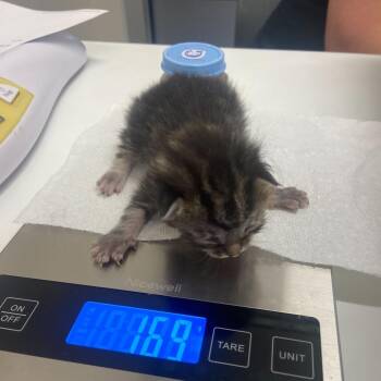 Bunny -  Domestic Short Hair Cat for Adoption in Chattanooga, Tennessee - Bunny | PetCurious